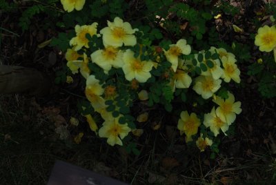 Rosa xanthina 'Canary Bird' - růže zlatožlutá - celek